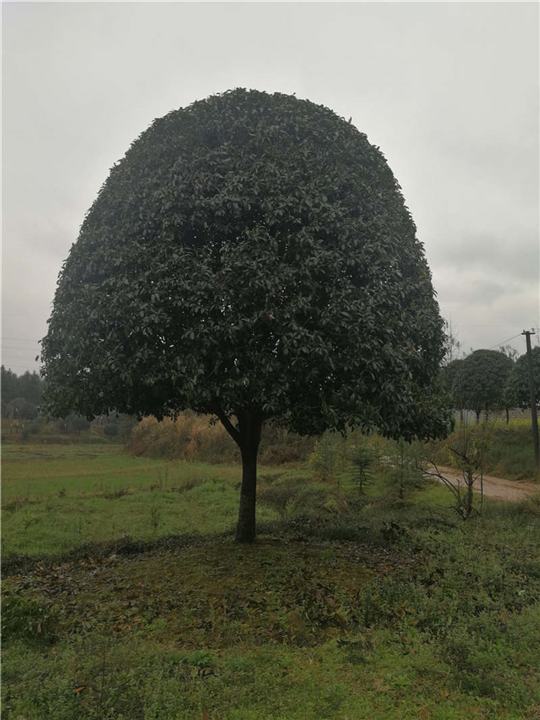 批发广西桂花树小苗 广西桂花树种苗 广西桂花树中苗 