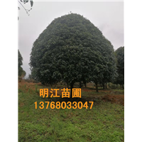 明江苗圃场寻求广西桂花树种植合作商 