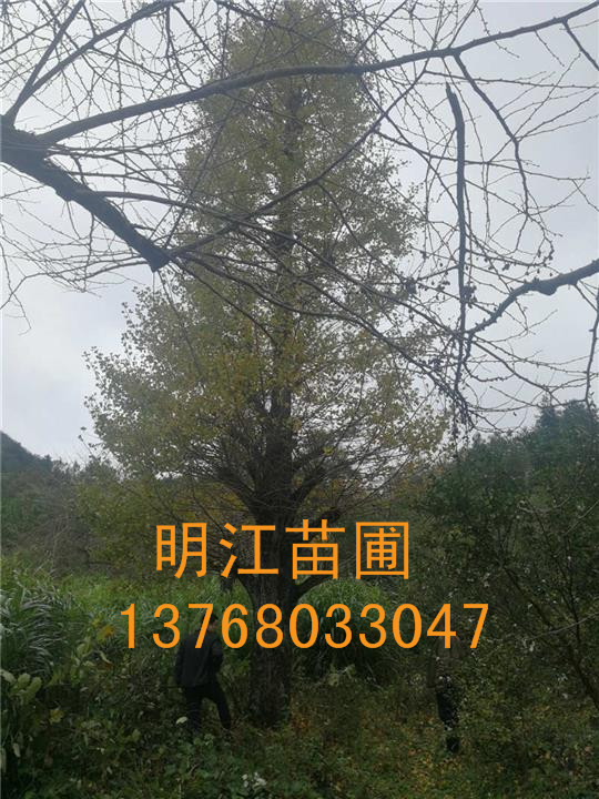 广西银杏树/桂林银杏树防病治虫： 