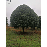长期批发多规格广西桂花树 精品桂花树 