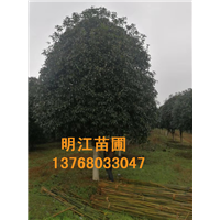广西桂花树种植合作社为您供应优质桂花苗 