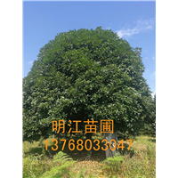 广西桂花树/桂林桂花树 越冬防寒 
