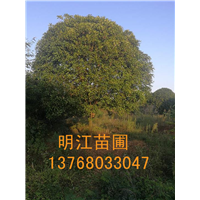 广西桂花/桂花苗木枝接法 