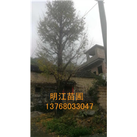 广西银杏树/桂林银杏树种植基地浇水方法 