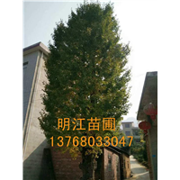 广西银杏树/桂林银杏树种植基地 