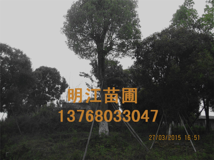 广西香樟广西香樟绿化苗木 