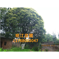 广西桂花树种植一般哪个季节更好 