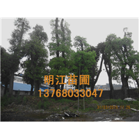 香樟广西种植基地 