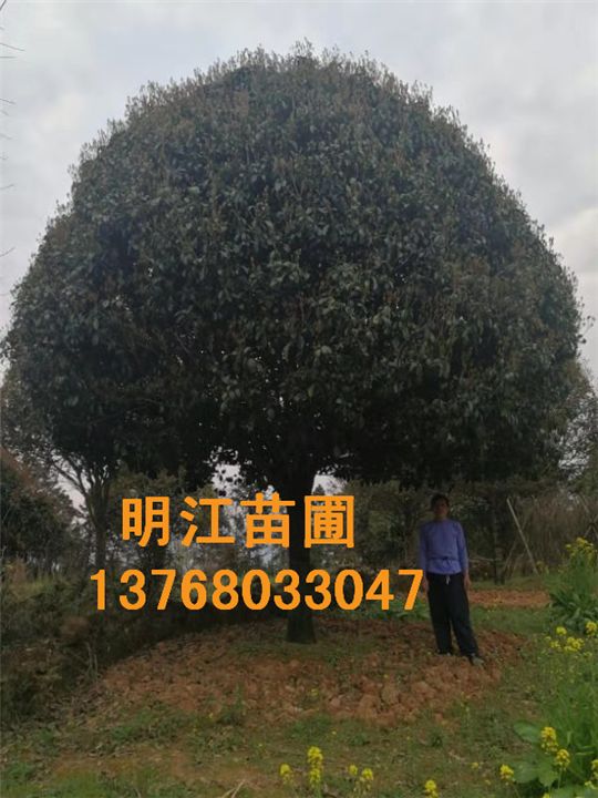 广西桂花树**图片 