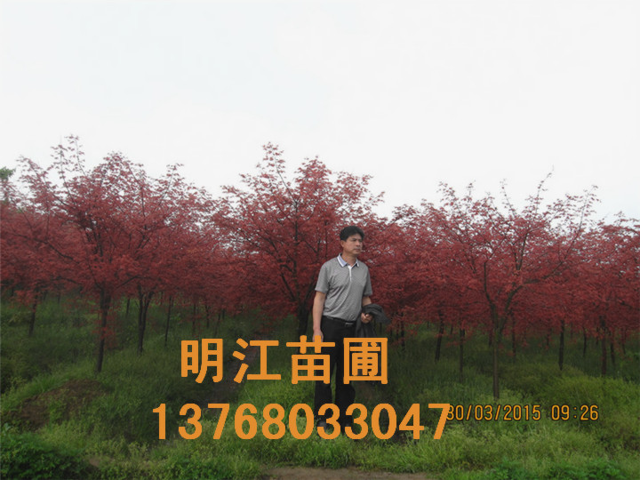 广西红枫种苗 