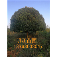 广西桂花树/桂林绿化苗木虫害防治 