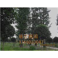 广西银杏树种子钩落法摇晃法 
