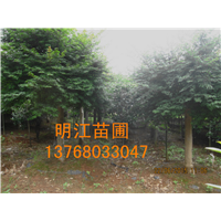 广西秋枫/广西红枫 