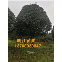 广西哪里可以买得好的桂花苗 