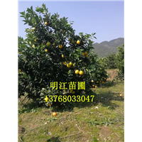 广西脐橙 