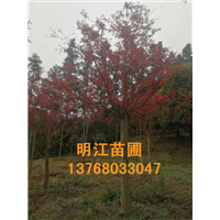 广西红枫公众号，欢迎关注我们 