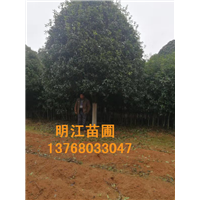 桂林哪里有批发广西桂花树 