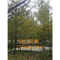 广西银杏树/桂林银杏树人工授粉与施肥管理 