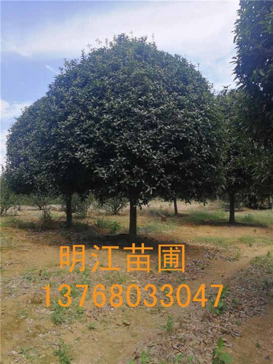 广西桂花树苗/桂林桂花树种苗种植的**季节为春天和秋天。 