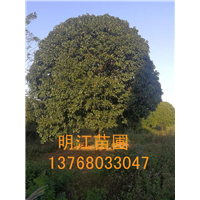 广西桂花/桂花苗木靠接法 