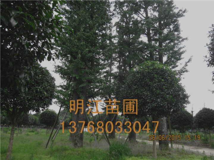 广西银杏树种子钩落法摇晃法 
