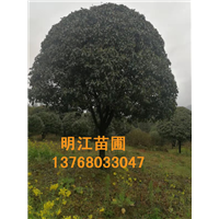 广西桂花树价格优惠，品种齐全，欢迎您的购买 