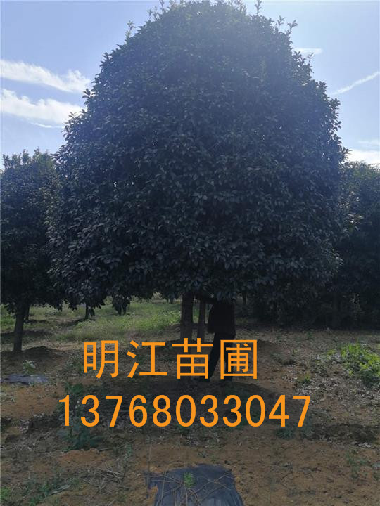 专卖广西桂花树/桂林桂花树 