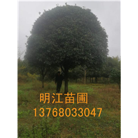 广西桂花树/桂林绿化苗木苗木/桂花种苗 
