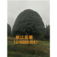 明江苗圃场免费给你送货上门广西桂花树 