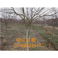 广西红枫种苗 