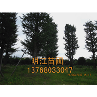 广西银杏树1 