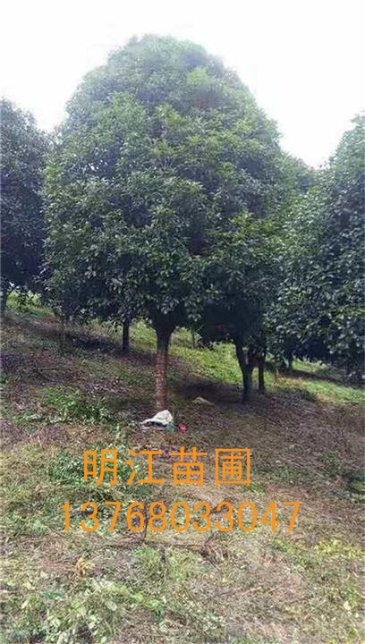 广西桂花/广西桂花树 