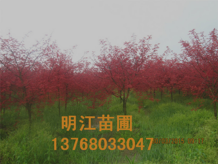 广西红枫种植技术 
