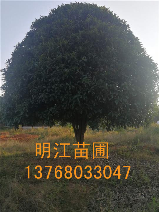 广西桂花树整形与修剪 