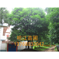广西桂林桂花树玉林供应商 
