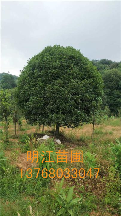 桂林桂花基地 