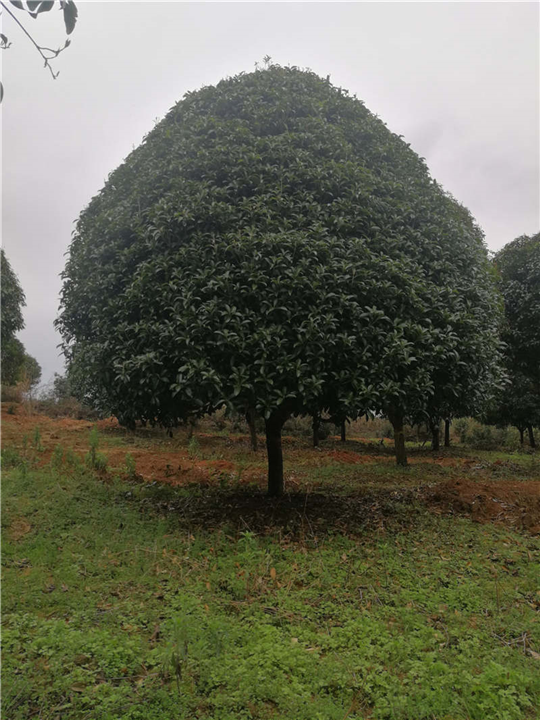 长期批发多规格广西桂花树 精品桂花树 