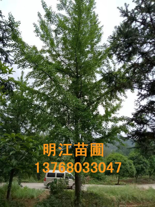 广西银杏树哪里可以买得到：银杏树栽培技术 