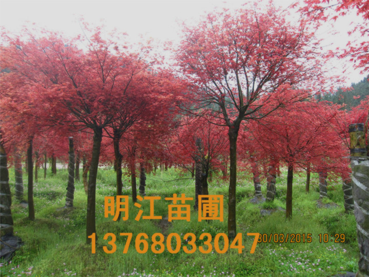 广西红枫怎么卖 