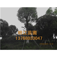广西香樟广西香樟绿化苗木 