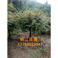 广西红枫树**号 