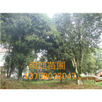 广西桂花树/桂林桂花树栽培 