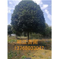 广西桂花树价钱/桂林桂花树价格 