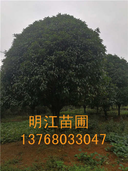 广西纯种桂花/广西良种桂花 