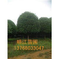 广西桂花树/桂林桂花树批发 