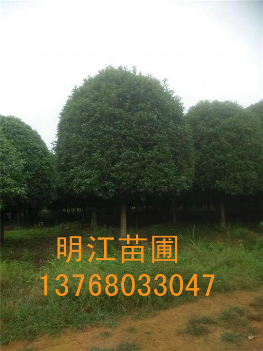 广西桂花树/桂林桂花树批发 