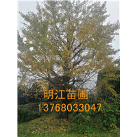 广西银杏树/桂林银杏树修剪、中耕与防病虫 