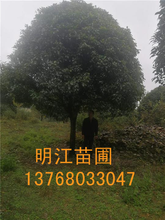 广西桂花网 广西桂花树批发 桂花树**价格 