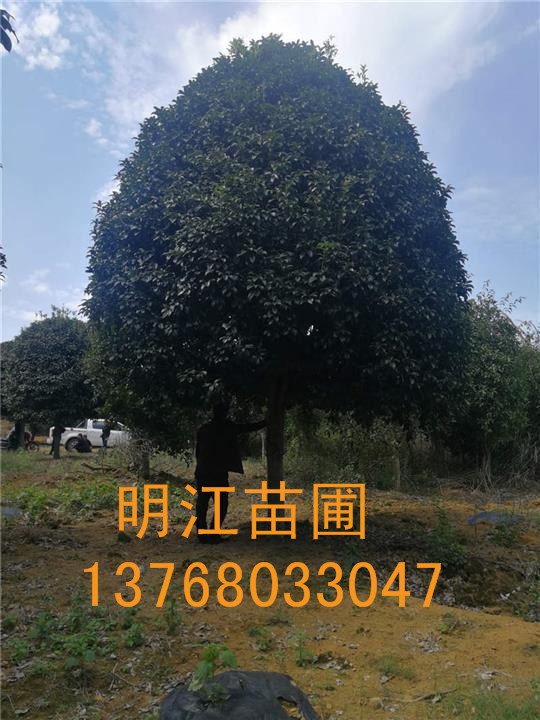 广西桂花树基地/桂林桂花树 