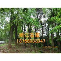 广西香樟网 